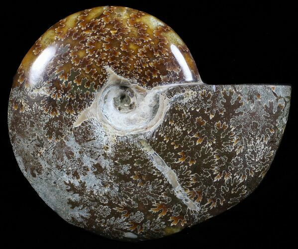 Polished, Agatized Ammonite (Cleoniceras) - Madagascar #59893